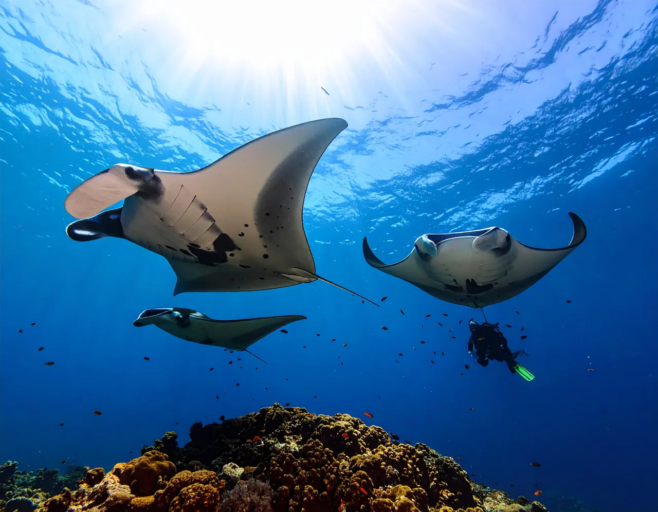Manta rays in South Ari Atoll, Maldives; illustrative marine-life photograph