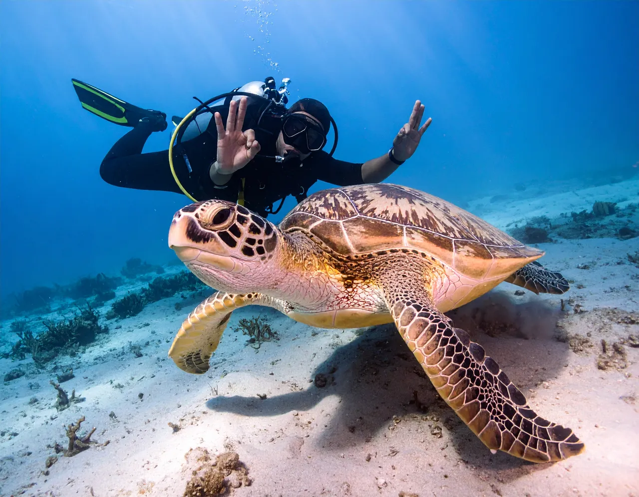 Green turtle and diver in the Maldives; illustrative marine-life photograph