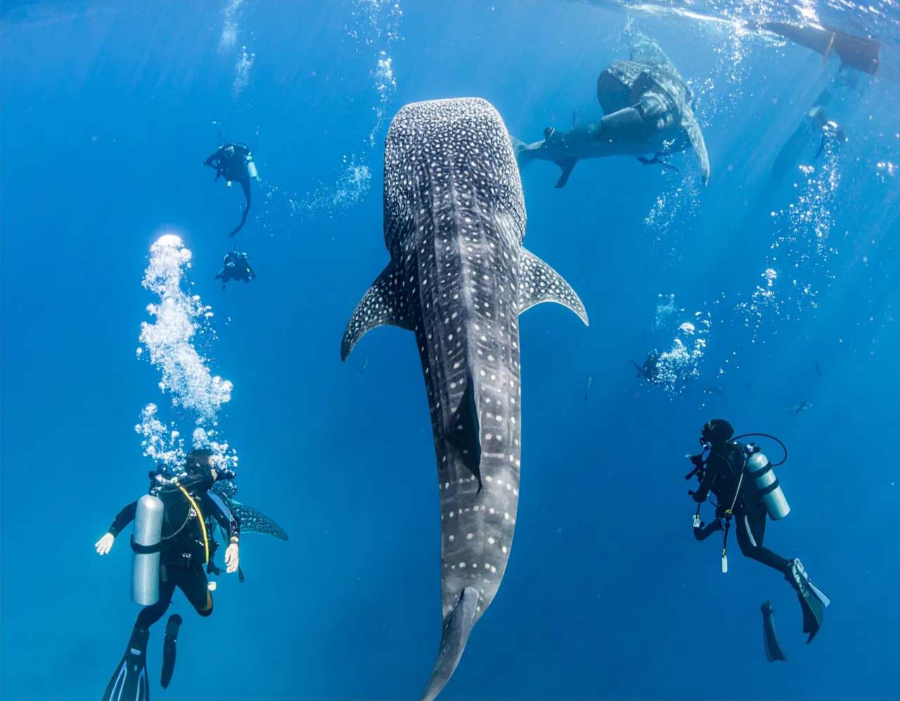 Whale shark in South Ari Atoll, Maldives; illustrative marine-life photograph