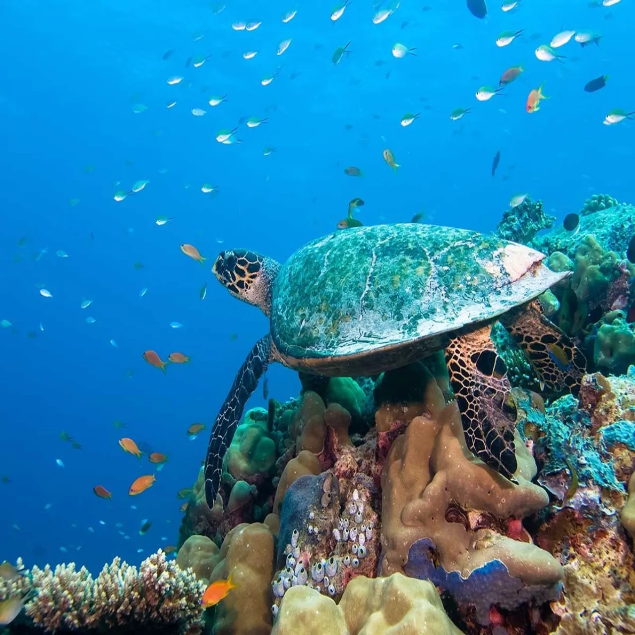 Diving at Embudu Village on Embudu, Maldives