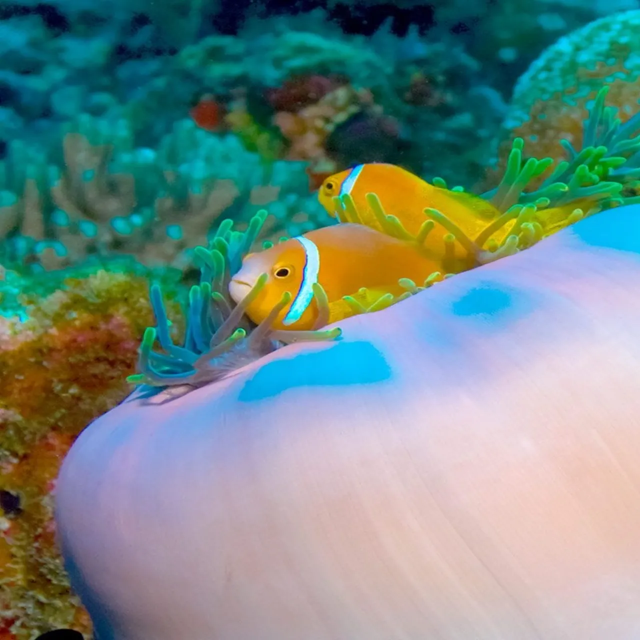 Diving at Embudu Village on Embudu, Maldives