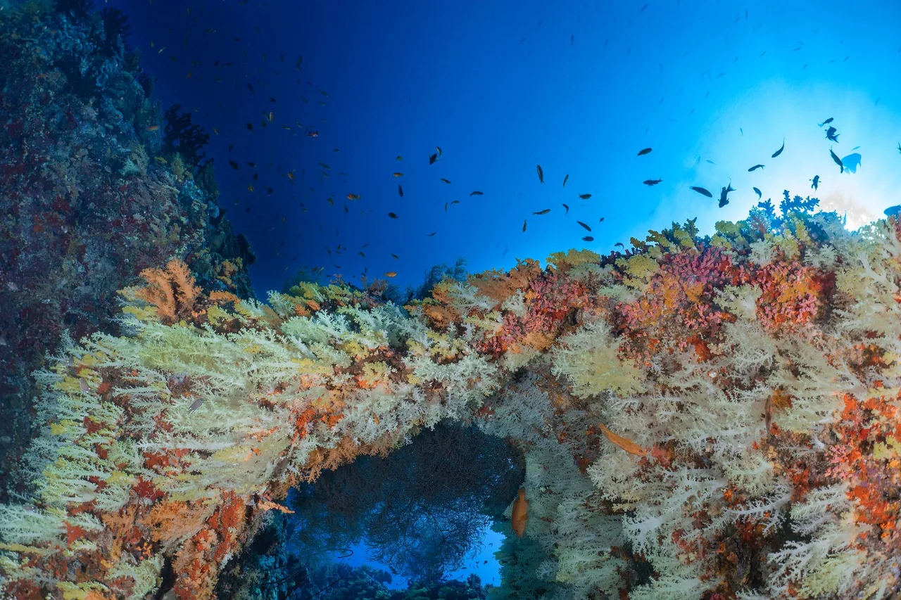 A coral arch covered in soft coral on a Vaavu Atoll dive