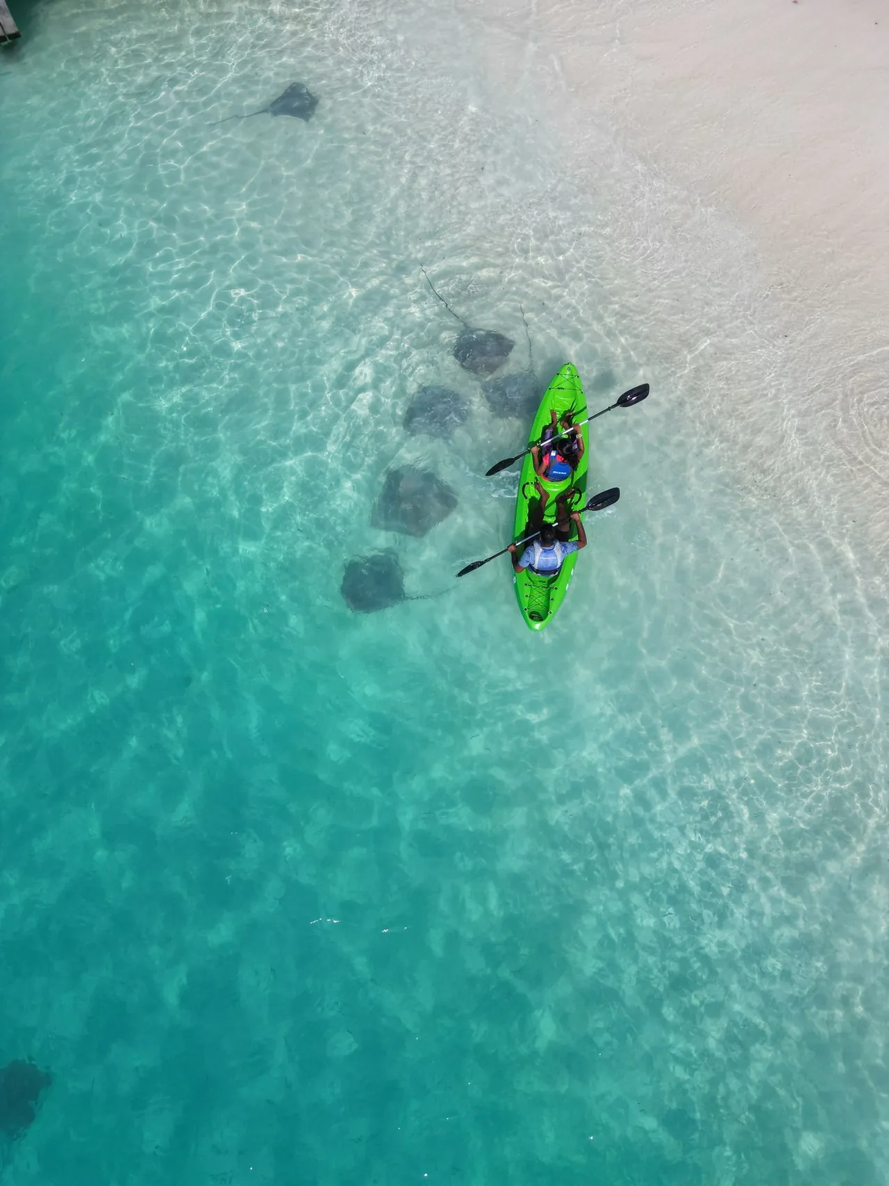 A kayak above stingrays in the lagoon of Fulidhoo