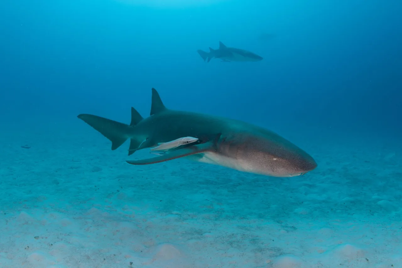 A nurse shark swimming over the sand in Vaavu Atoll