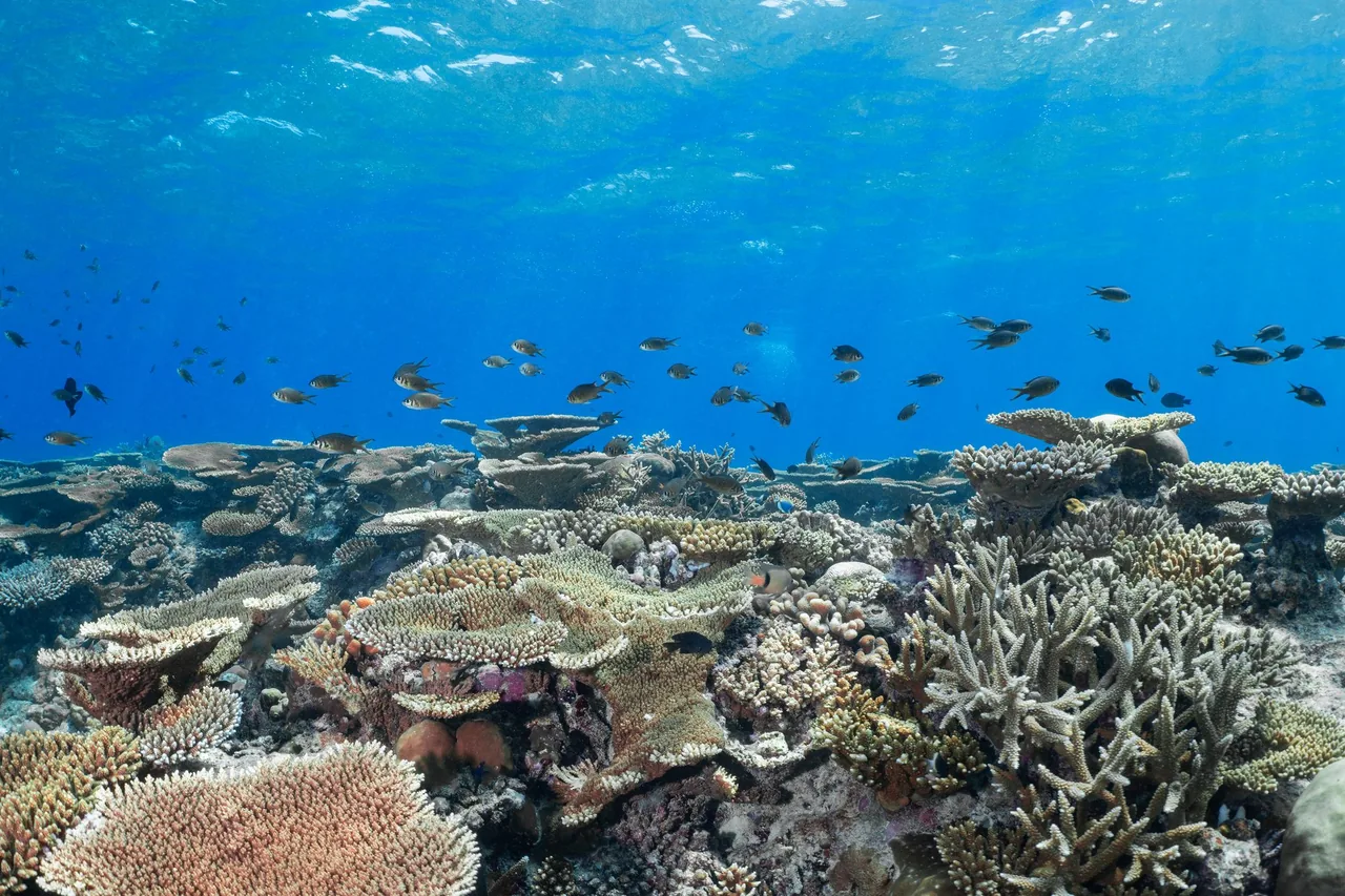 Reef fish above a colourful coral reef in Vaavu Atoll