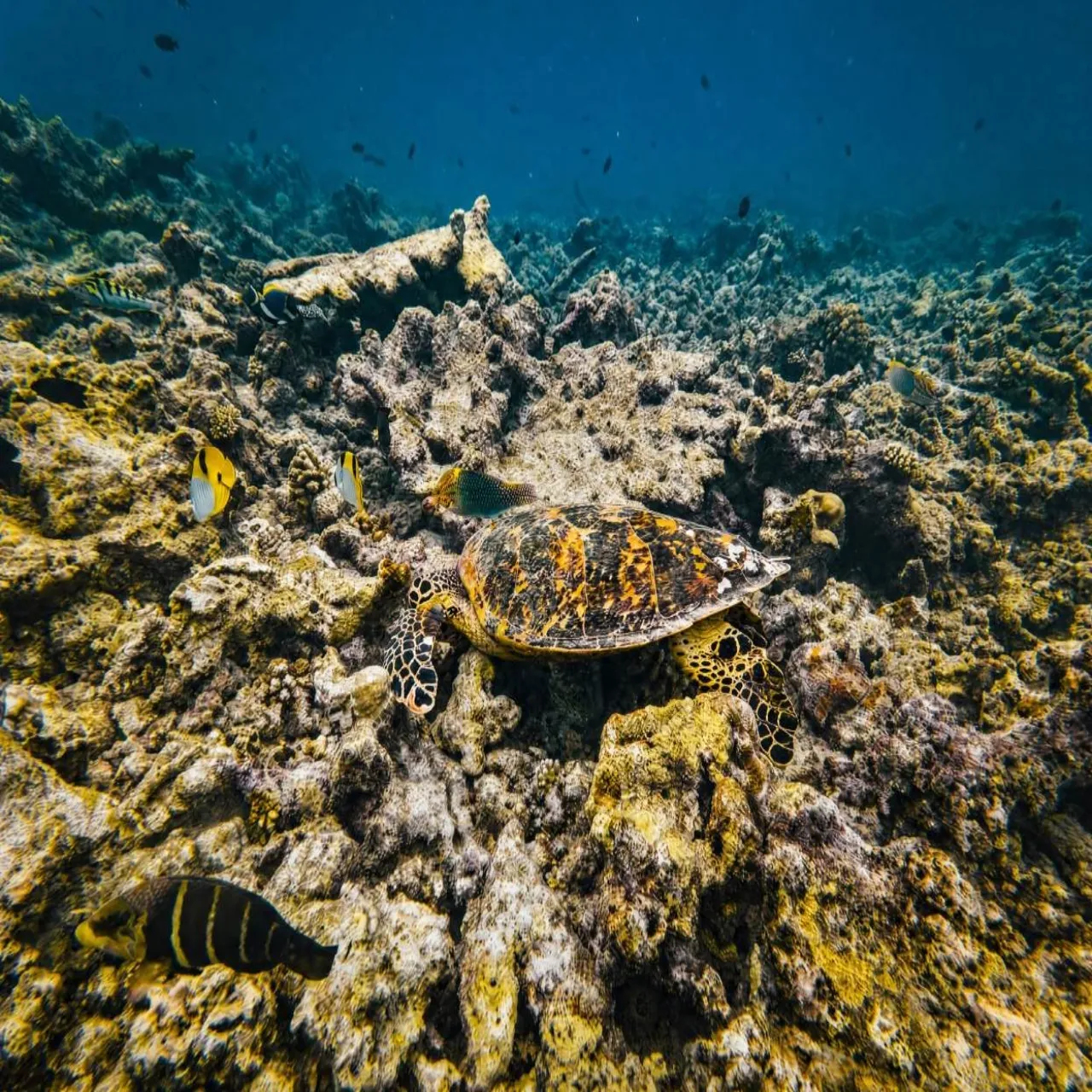 Excursions at Royal Villa Fulidhoo on Fulidhoo, Maldives
