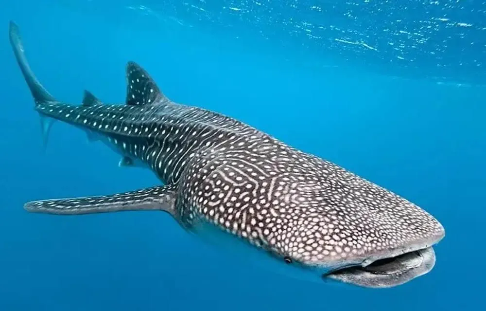 Whale shark swimming in the waters off Dhigurah, South Ari Atoll